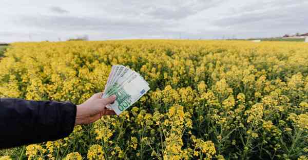 木命办公室摆什么风水摆件比较好？木命可以摆放貔貅吗？